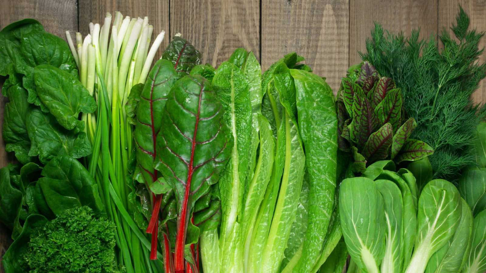 lechuga ascoph|lechuga ascoph ppal|lechuga ascoph|lechuga ascoph|lechuga ac humico